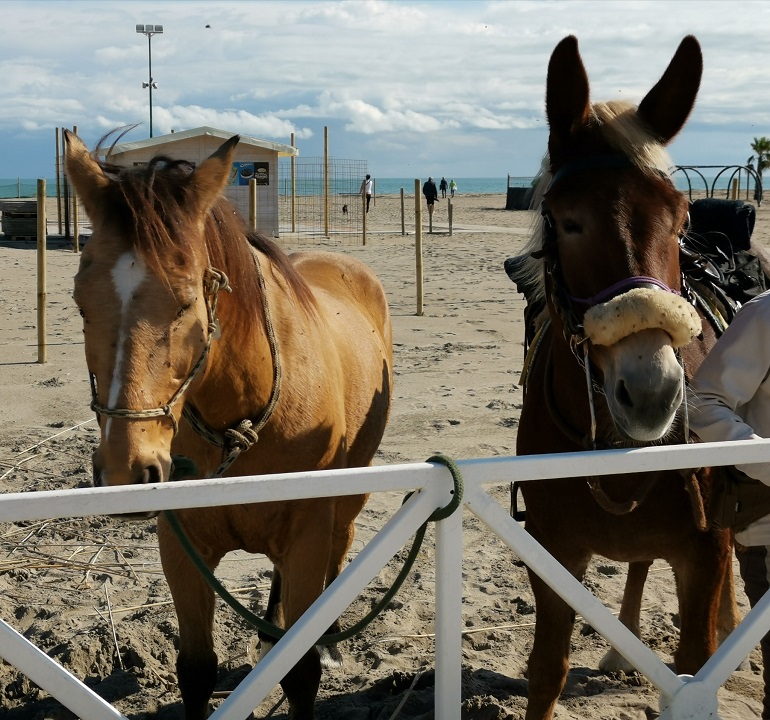 Questa immagine ha l'attributo alt vuoto; il nome del file è equitazione-in-spiaggia-ale-ridimensionata.jpg